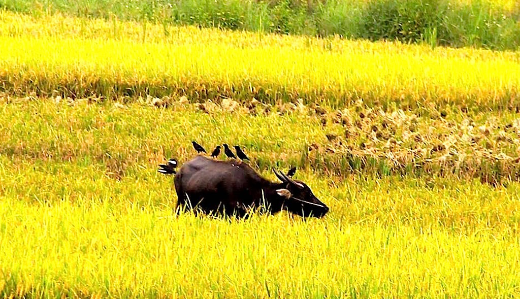 Vũ điệu chim sáo trên ruộng ngày mùa - 11 Thanh bình.