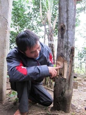 Chàng Thạc sỹ tỷ phú và quan niệm "tàn nhưng không phế" - 1 Trần Kim Việt tâm huyết bên cây trầm hương