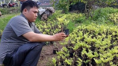 Chàng Thạc sỹ tỷ phú và quan niệm "tàn nhưng không phế" - 2 Trần Kim Việt bên vườn ươm cây giống