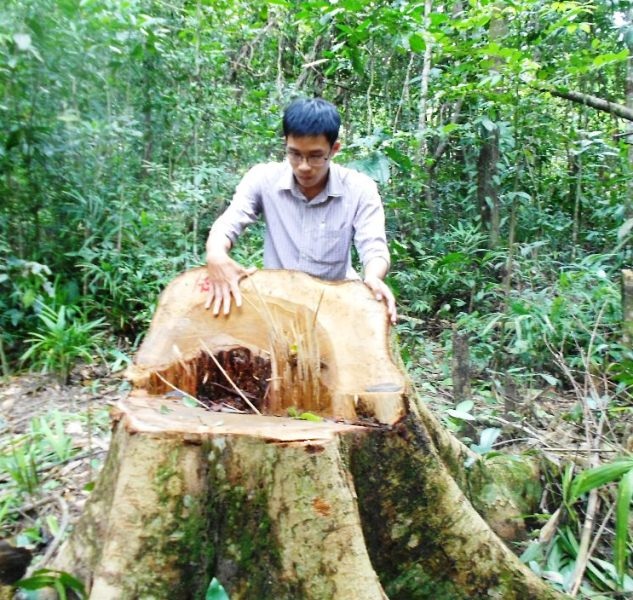 Bình Định: Xem xét khởi tố vụ lâm tặc triệt hạ rừng ngay sát tỉnh lộ - 2 Tiếp cận hiện trường phóng viên mất hồn vì nhiều cây rừng bị chặt phá không thương tiếc