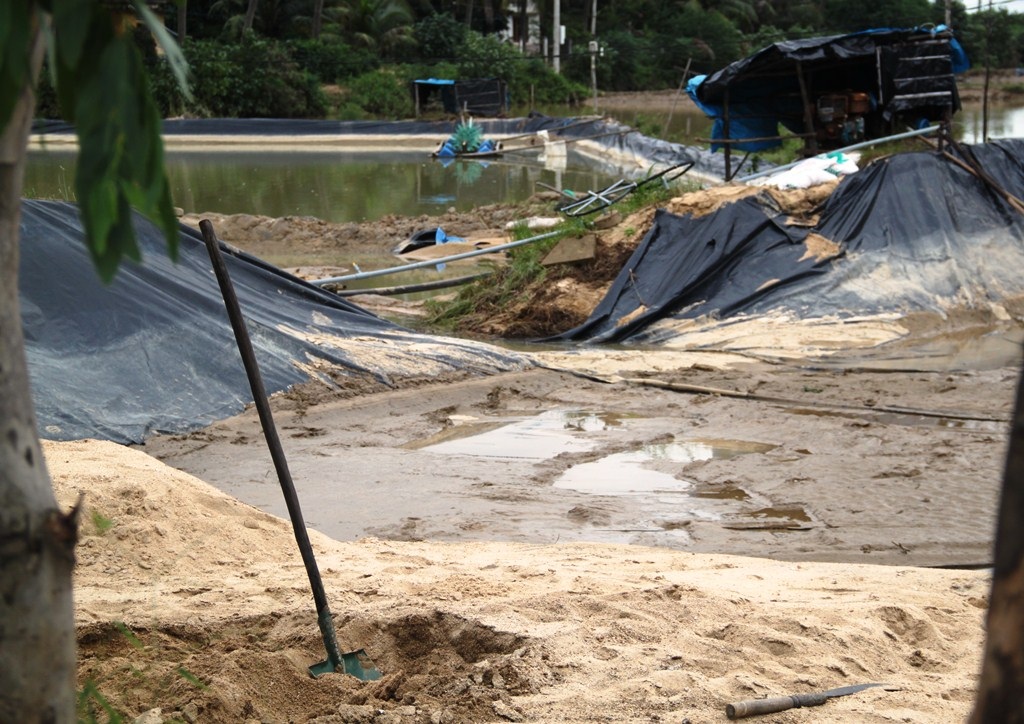 Để làm lại một hồ tôm lót bạt nilong phải mất cả 100 triệu đồng