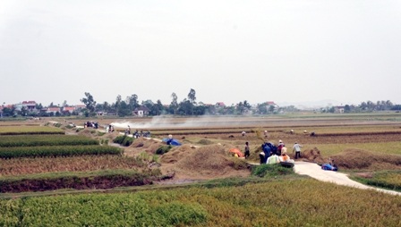 
Nhiều khu công nghiệp cho công nhân nghỉ để tập trung thu hoạch hoa màu (ảnh chụp tại Kiến Thụy chiều 18/10: Thái Nga)
