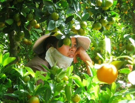 Ít khách mua, người bán hoa cảnh “rảnh mà rầu” - 1 Ít khách mua, người bán hoa cảnh “rảnh mà rầu” - 1