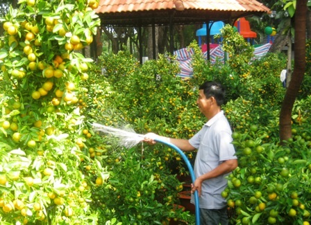 Ít khách mua, người bán hoa cảnh “rảnh mà rầu” - 6 Ít khách mua, người bán hoa cảnh “rảnh mà rầu” - 6