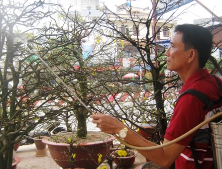 Mai Tết bị "thách" giá - 5 Mai Tết bị "thách" giá - 5