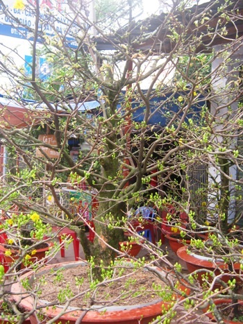 Mai Tết bị "thách" giá - 2 Mai Tết bị "thách" giá - 2