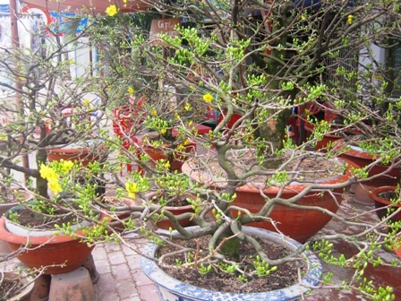 Mai Tết bị "thách" giá - 4 Mai Tết bị "thách" giá - 4