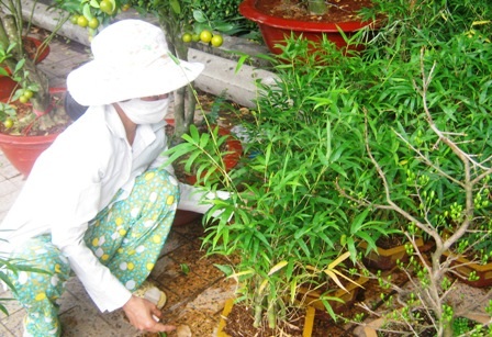 Hoa bình dân chưa lo ế, cảnh đắt sớm “xả hàng” - 2 Hoa bình dân chưa lo ế, cảnh đắt sớm “xả hàng” - 2