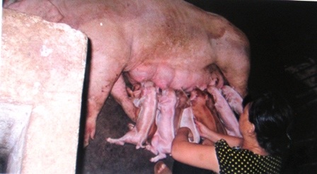 Bức ảnh đàn heo bú của người đàn ông khiếm thị Hồ Thanh Tùng.