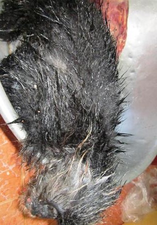 Voọc quý hiếm tại Vườn quốc gia Phú Quốc bị xẻ thịt - 1 Một trong 3 cá thể voọc bạc quý hiếm tại Vườn quốc gia Phú Quốc bị săn trộm xẻ thịt.