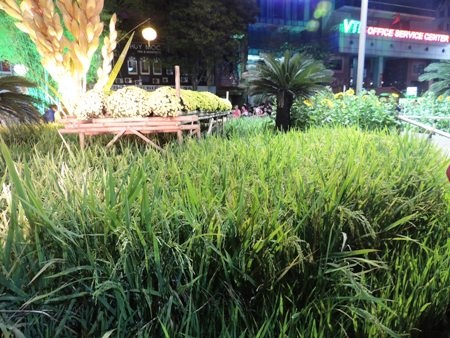 Người dân đổ về đường hoa Nguyễn Huệ sáng mùng 1 Tết - 15 Ruộng lúa còn ngào ngạt mùi nếp mới.