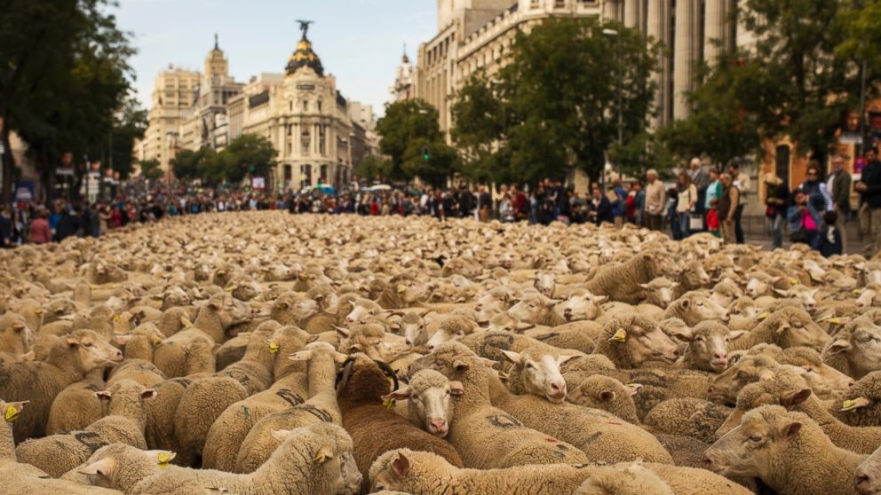 Pháp: 15 con cừu được nhận vào lớp học chung với người
