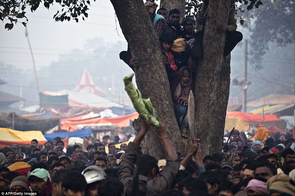 Người dân trèo lên cây để có thể xem lễ thảm sát các con vật dễ hơn