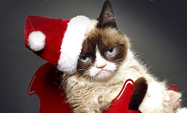 Mèo Tardar Sauce đã trở thành một hiện tượng Internet