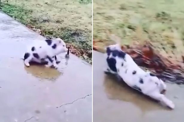 Chú lợn đang trượt băng