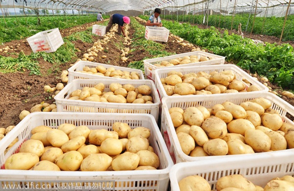 Trung Quốc kêu gọi dân ăn nhiều khoai tây hơn để giảm nhập khẩu gạo - 1 Nông dân đang thu hoạch khoai tây tại tỉnh Sơn Đông, Trung Quốc (Ảnh: