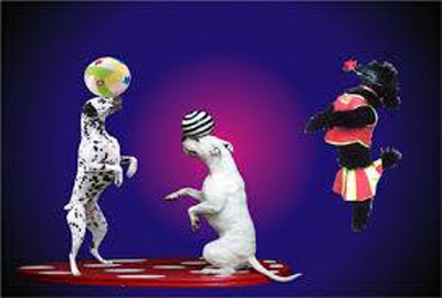 Gala xiếc của ba nước Đông Dương tại Hà Nội - 2 Một tiết mục xiếc mạo hiểm