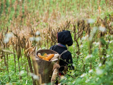 Một phụ nữ người Dao đang đi hái ngô.