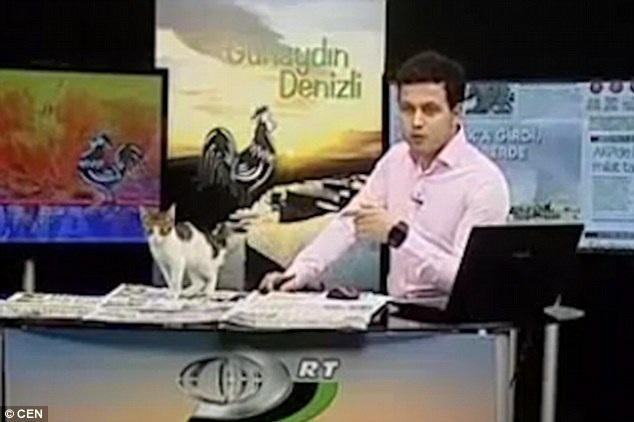 Anh Kudret Çelebioğlu đang đọc bản tin thì một chú mèo lạc bất ngờ nhảy lên mặt bàn và lọt vào khuôn hình đang phát đi trực tiếp.