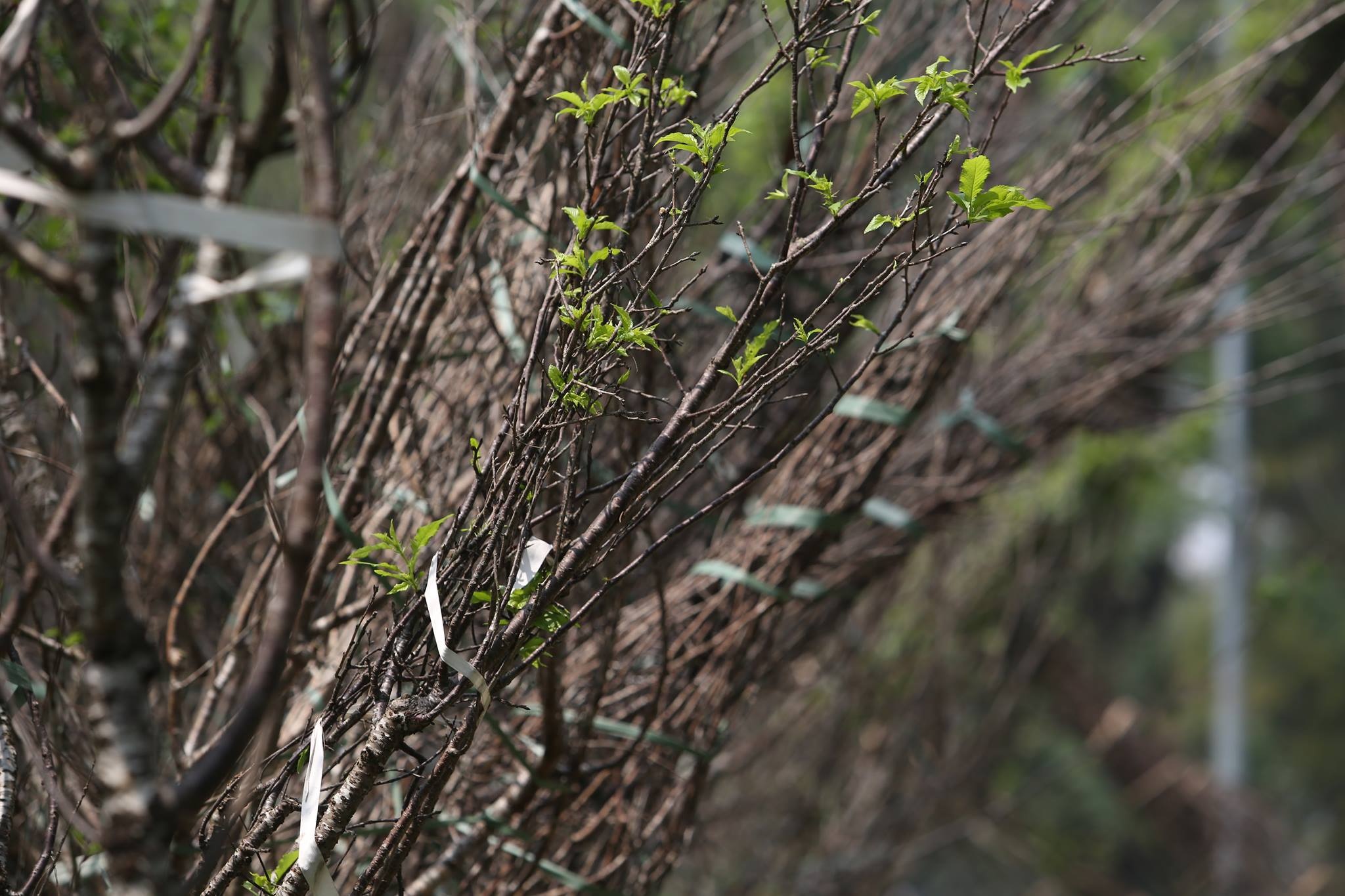 Một số cây đã đâm chồi sau một thời gian thích ứng khí hậu