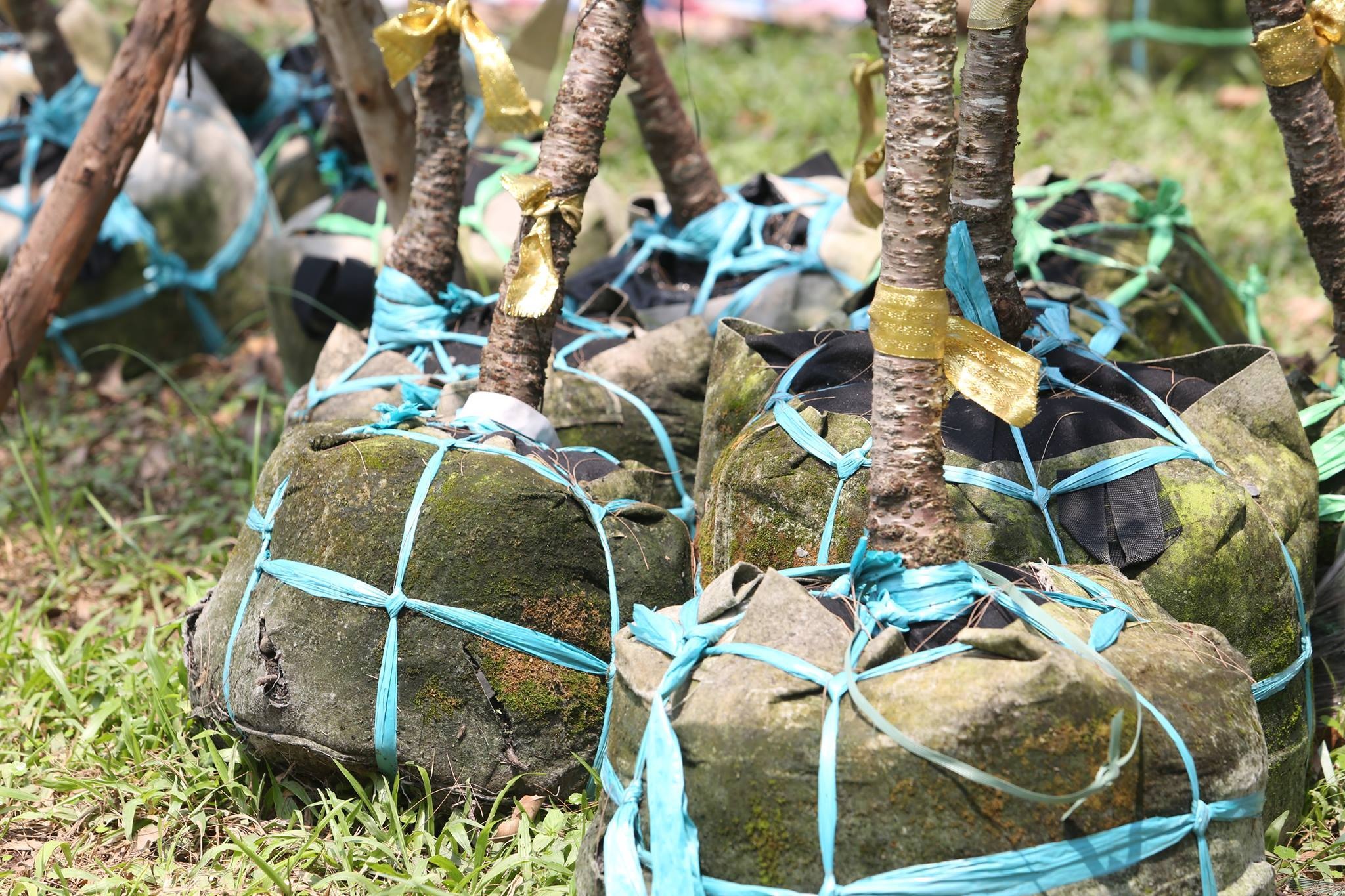 Tập kết cả trăm cây hoa anh đào ở Công viên Thống Nhất để làm gì? - 3