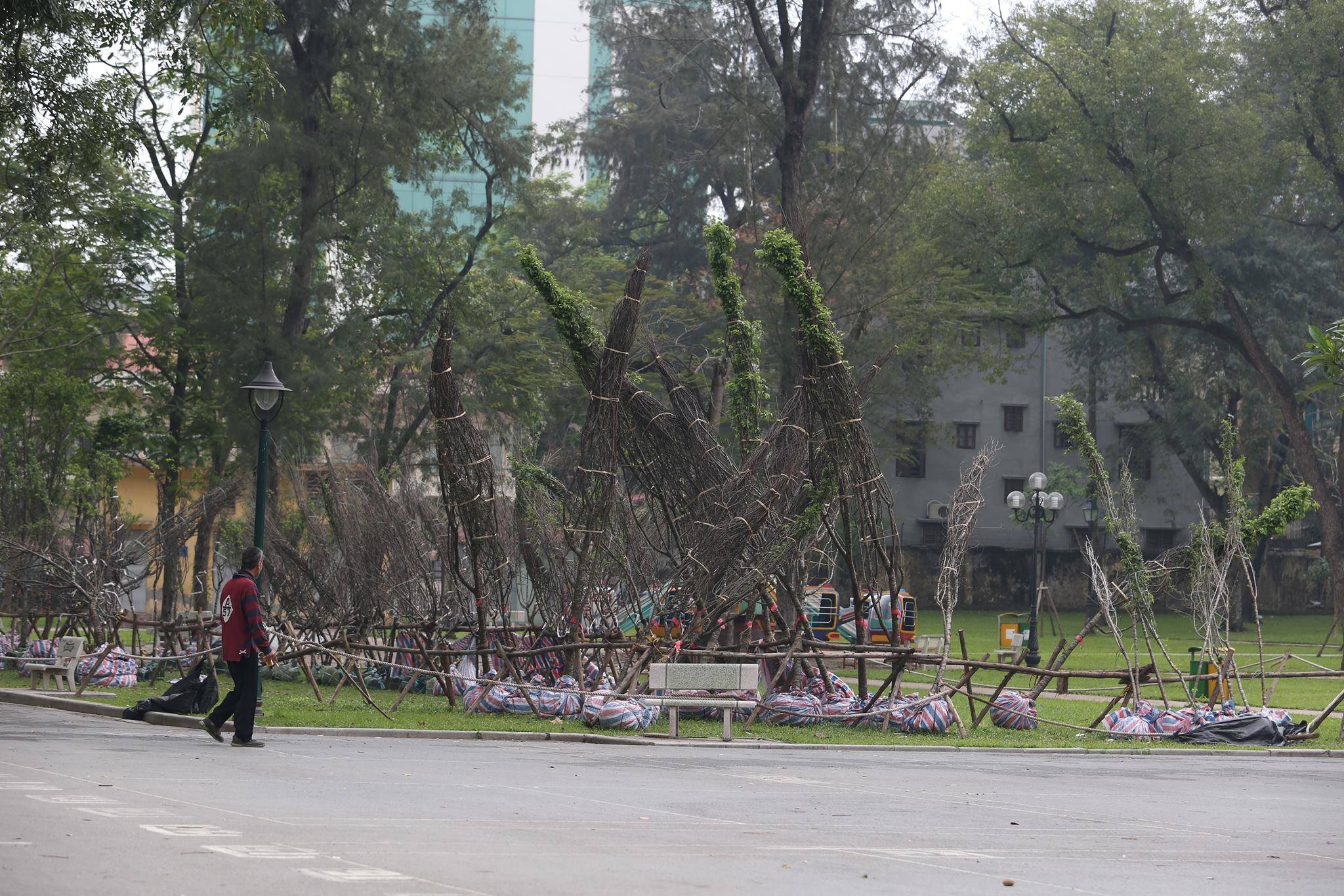 Tập kết cả trăm cây hoa anh đào ở Công viên Thống Nhất để làm gì? - 4