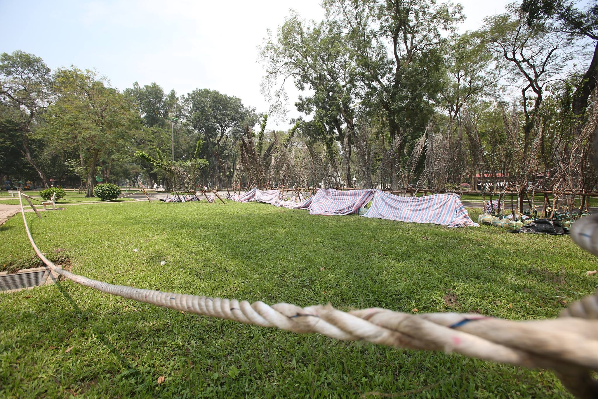 Tập kết cả trăm cây hoa anh đào ở Công viên Thống Nhất để làm gì? - 5