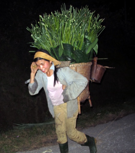 Ngược núi săn lá dong rừng cuối năm - 12