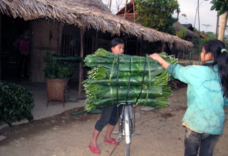 Ngược núi săn lá dong rừng cuối năm - 2