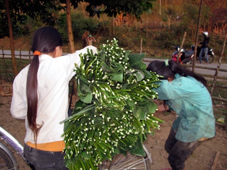 Ngược núi săn lá dong rừng cuối năm - 1