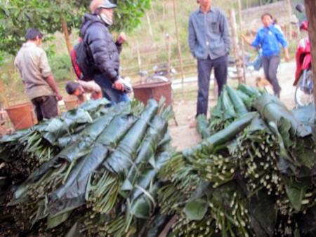 Ngược núi săn lá dong rừng cuối năm - 9