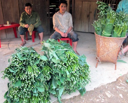 Ngược núi săn lá dong rừng cuối năm - 8