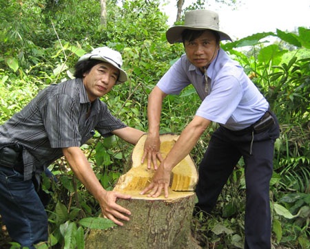 Cán bộ thuê... lâm tặc phá rừng - 6