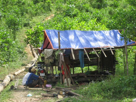 Cán bộ thuê... lâm tặc phá rừng - 2