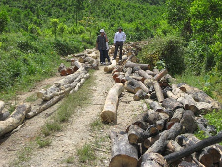Cán bộ thuê... lâm tặc phá rừng - 4