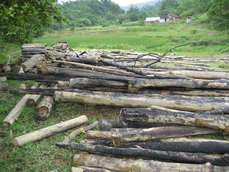 Cán bộ thuê... lâm tặc phá rừng - 5