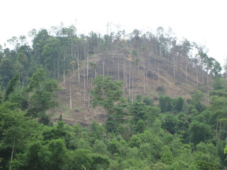 Cán bộ thuê... lâm tặc phá rừng - 3
