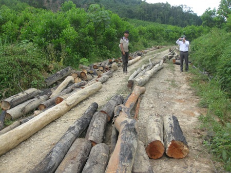 Cán bộ thuê... lâm tặc phá rừng - 1