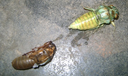 Săn ve sầu làm... mồi nhậu  - 6