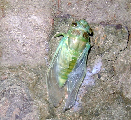 Săn ve sầu làm... mồi nhậu  - 4