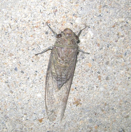 Săn ve sầu làm... mồi nhậu  - 2