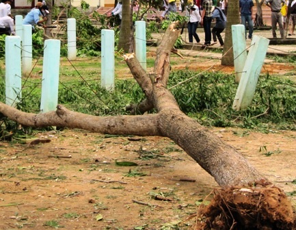 Mưa lớn kèm lốc xoáy tàn phá cây cối, nhà cửa - 1