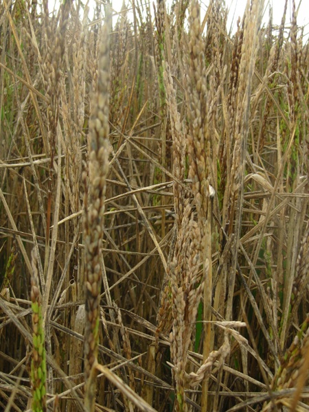 Hoang mang vì hàng ngàn m2 lúa bị kẻ xấu đốt cháy - 3