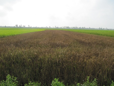 Hoang mang vì hàng ngàn m2 lúa bị kẻ xấu đốt cháy - 2