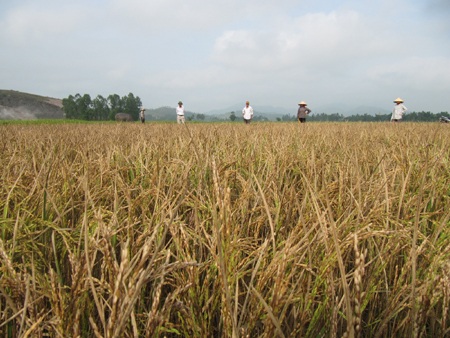 Hoang mang vì hàng ngàn m2 lúa bị kẻ xấu đốt cháy - 1