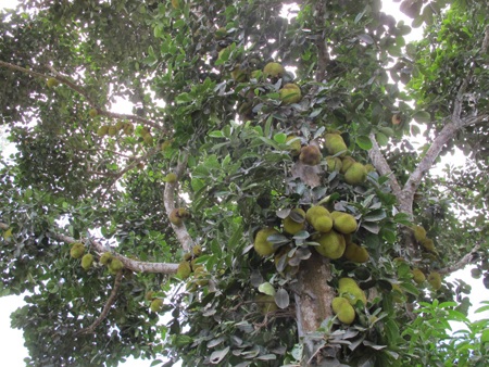 Thêm một cây mít nhiều quả không đếm nổi - 10 Thêm một cây mít nhiều quả không đếm nổi - 10