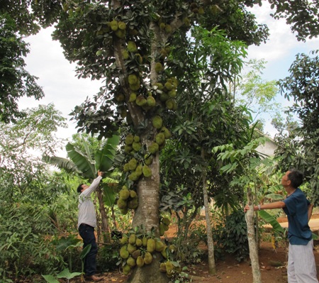 Thêm một cây mít nhiều quả không đếm nổi - 2 Thêm một cây mít nhiều quả không đếm nổi - 2