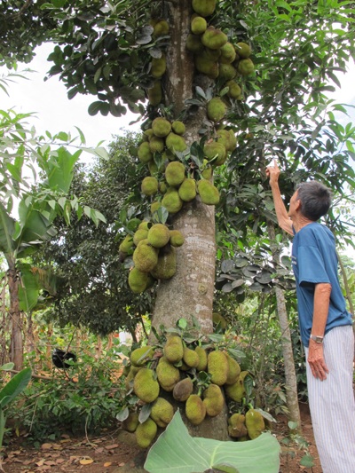 Thêm một cây mít nhiều quả không đếm nổi - 7 Thêm một cây mít nhiều quả không đếm nổi - 7
