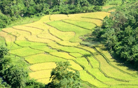 Chiêm ngưỡng vẻ đẹp đồng lúa rẻo cao xứ Nghệ  - 8