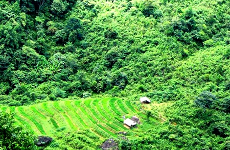 Chiêm ngưỡng vẻ đẹp đồng lúa rẻo cao xứ Nghệ  - 4